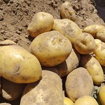 精品希森，沃土土豆一手货源，品种齐全，全国发货欢迎来电