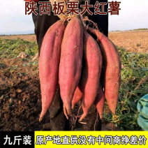 【精品】陕西大荔县精品板栗红薯大量供应上市，欢迎致电