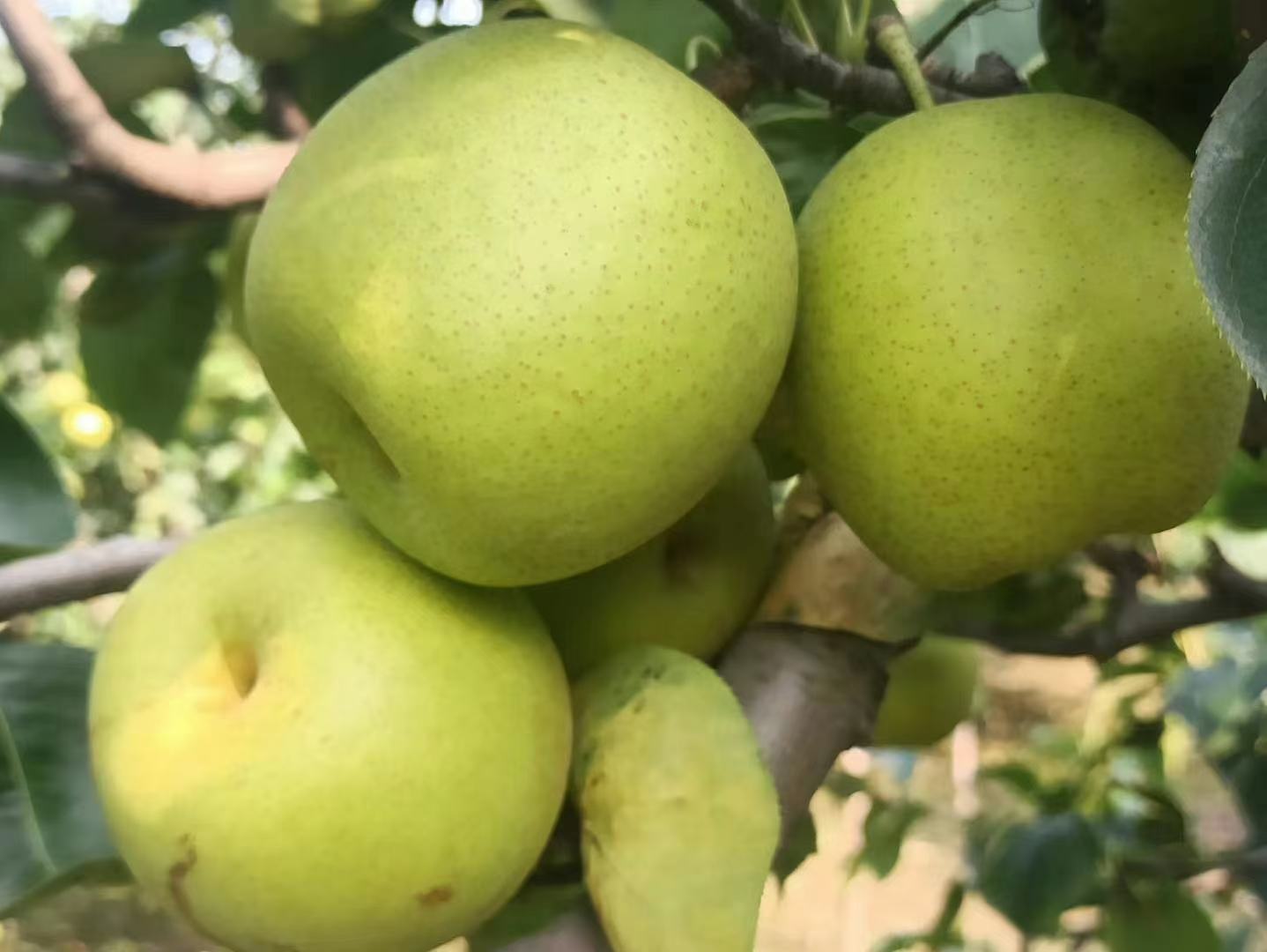 蒸锅中摆放整齐的砀山酥梨盏,蒸汽升腾,梨壳逐渐变得晶莹剔透 蒸制中的砀山酥梨盏