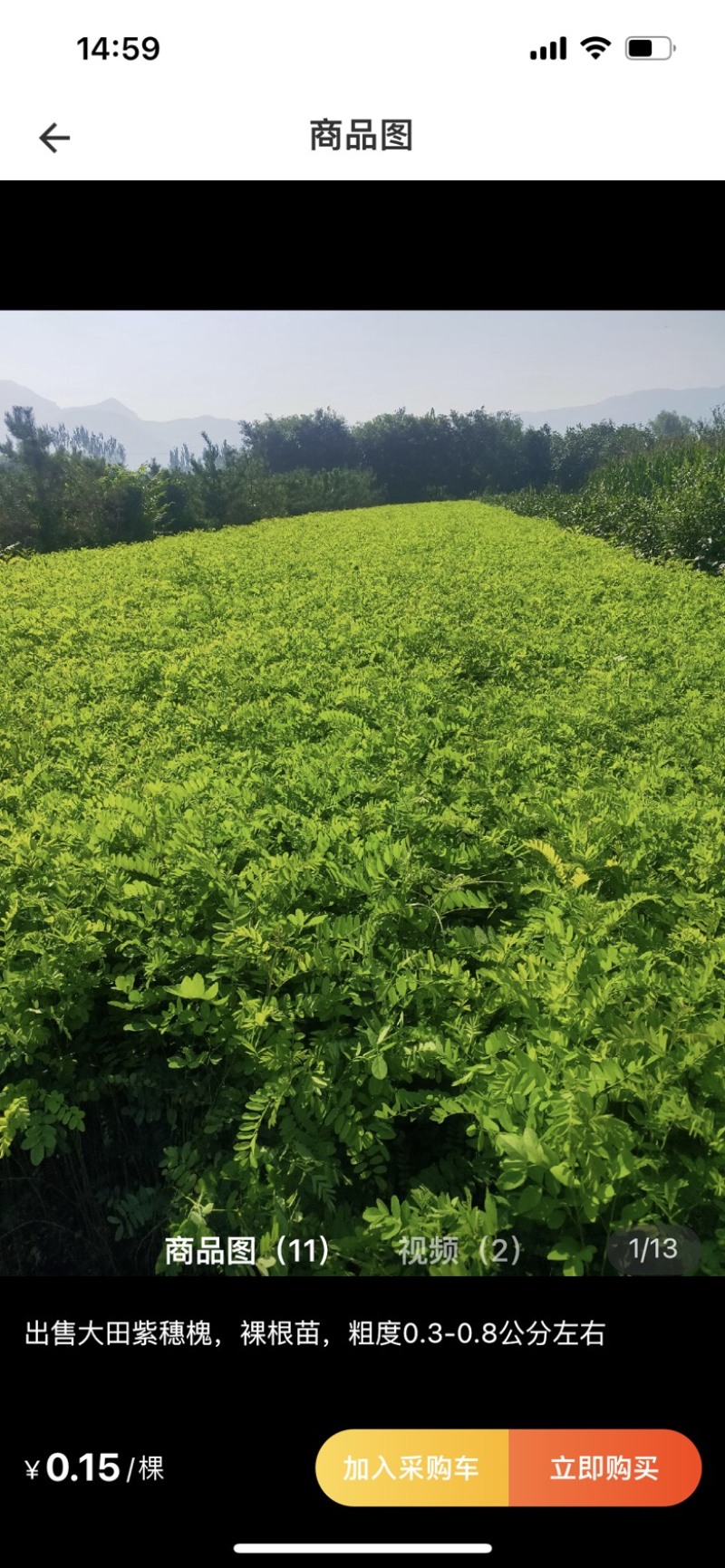 紫穗槐小苗苗护坡紫穗槐树苗护林固土堤坝护，欢迎进店咨询