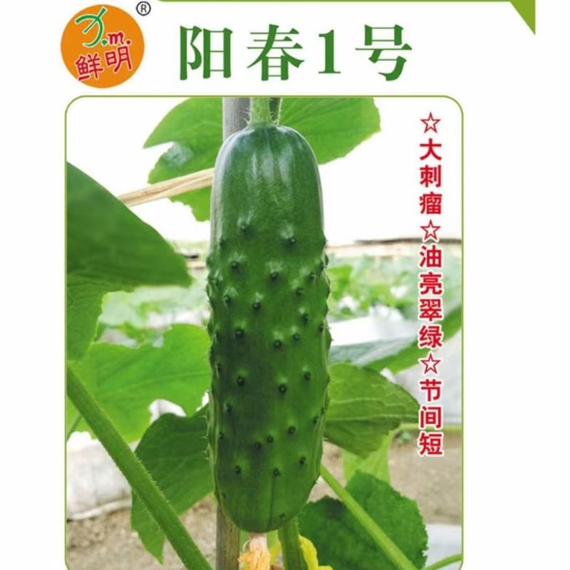 【热卖】阳春1号种子厂家直供品质保证欢迎下单选购