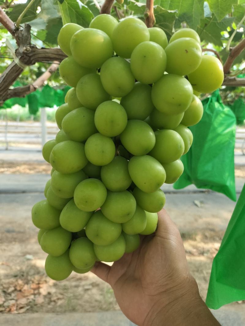 陕西大荔，阳光玫瑰，大量上市，一手货源需要的联系