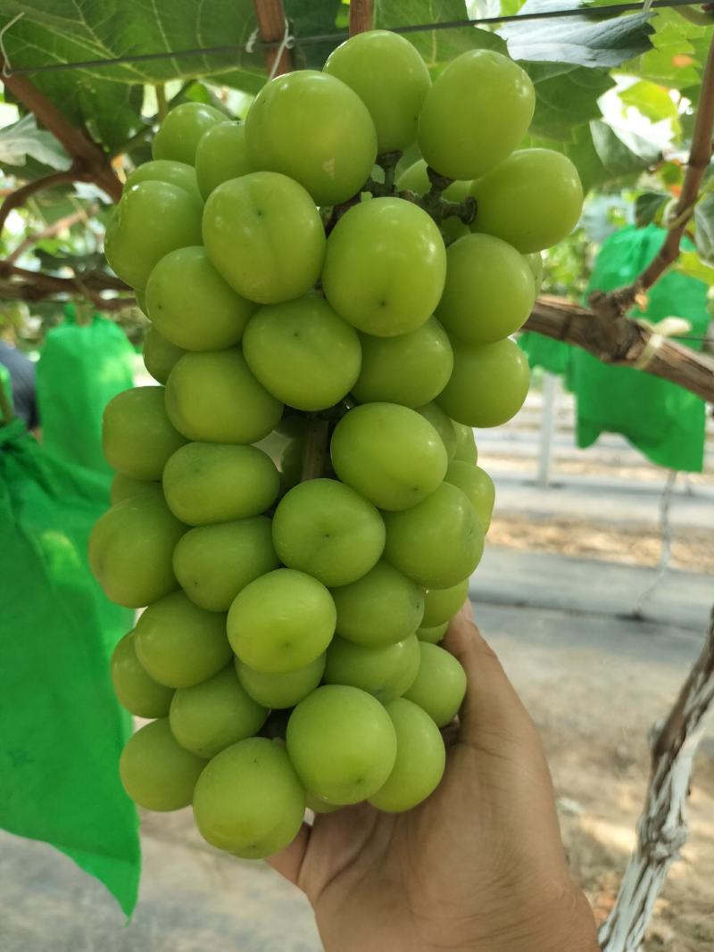 陕西大荔，阳光玫瑰，大量上市，一手货源需要的联系
