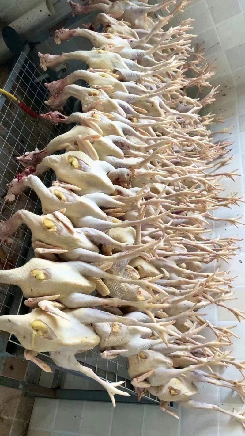 优质三黄鸡白条鸡