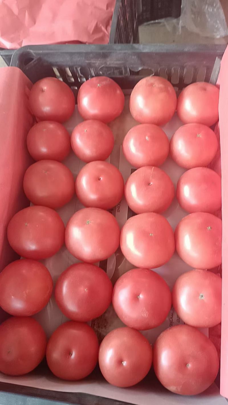 硬粉西红柿大量供应中，质量好，果形好，价格便宜，
