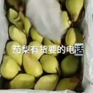 茄梨大量上市，有需要货源的联系我