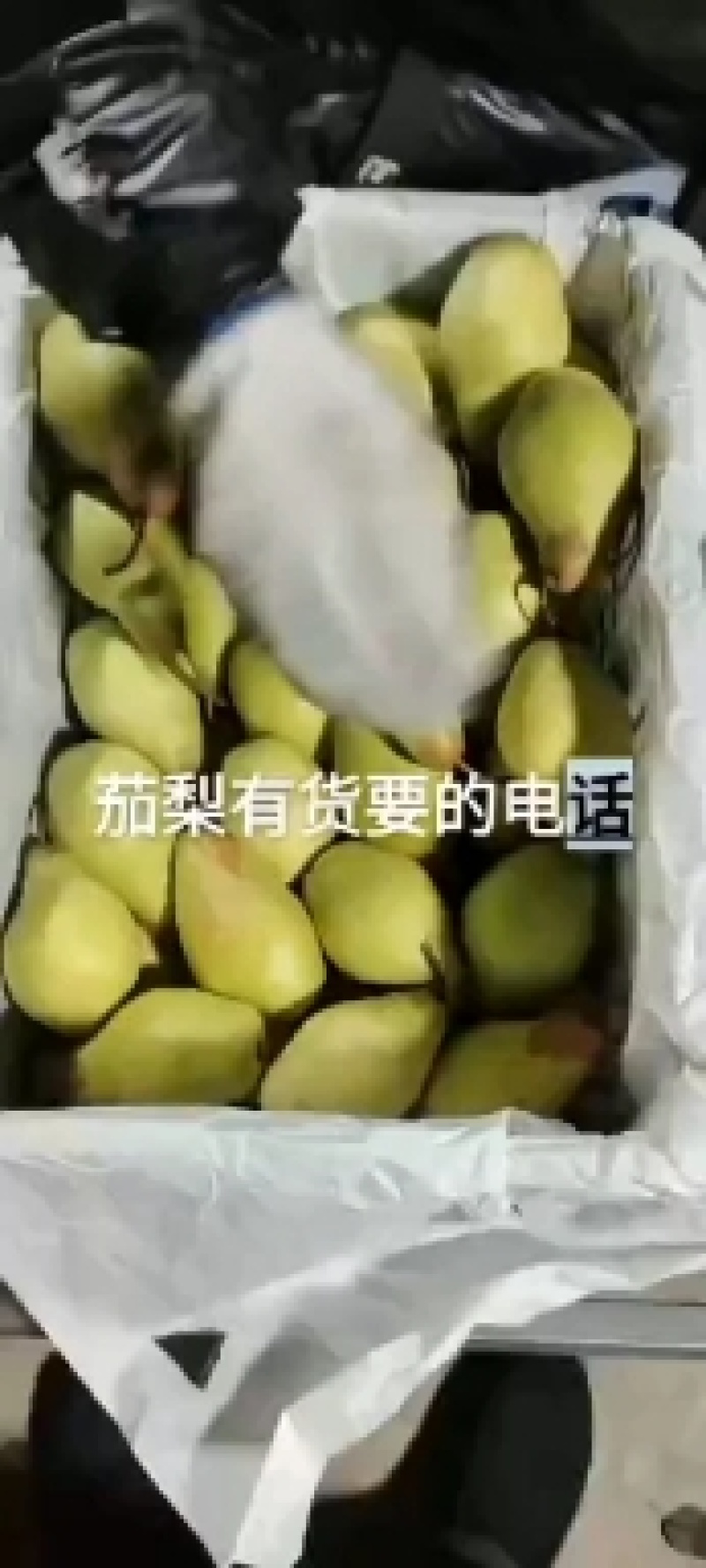 茄梨大量上市，有需要货源的联系我