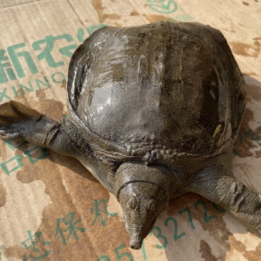 一手货源稻田甲鱼，对接全国，质量保证，正在热卖