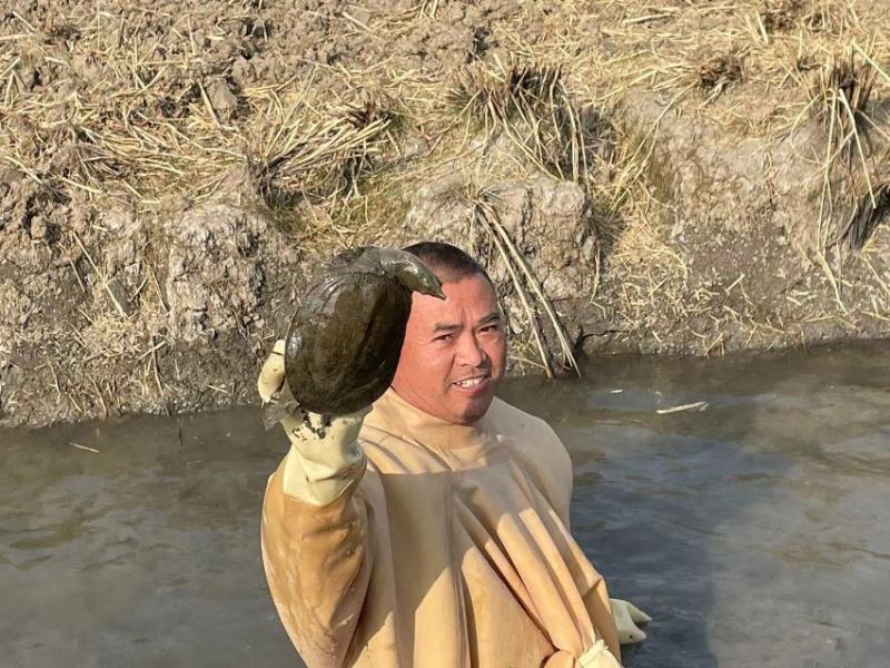 一手货源稻田甲鱼，对接全国，质量保证，正在热卖