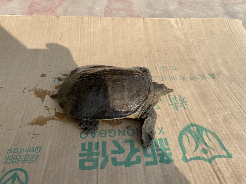 一手货源稻田甲鱼，对接全国，质量保证，正在热卖