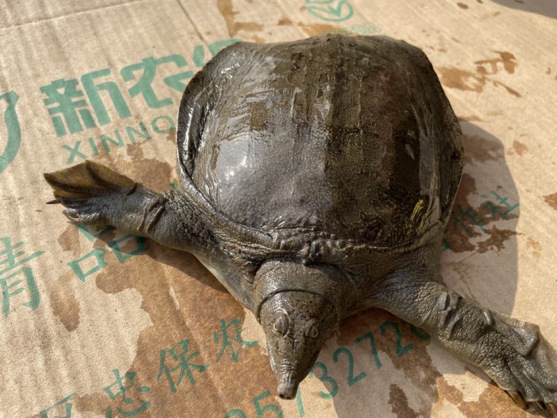 一手货源稻田甲鱼，对接全国，质量保证，正在热卖