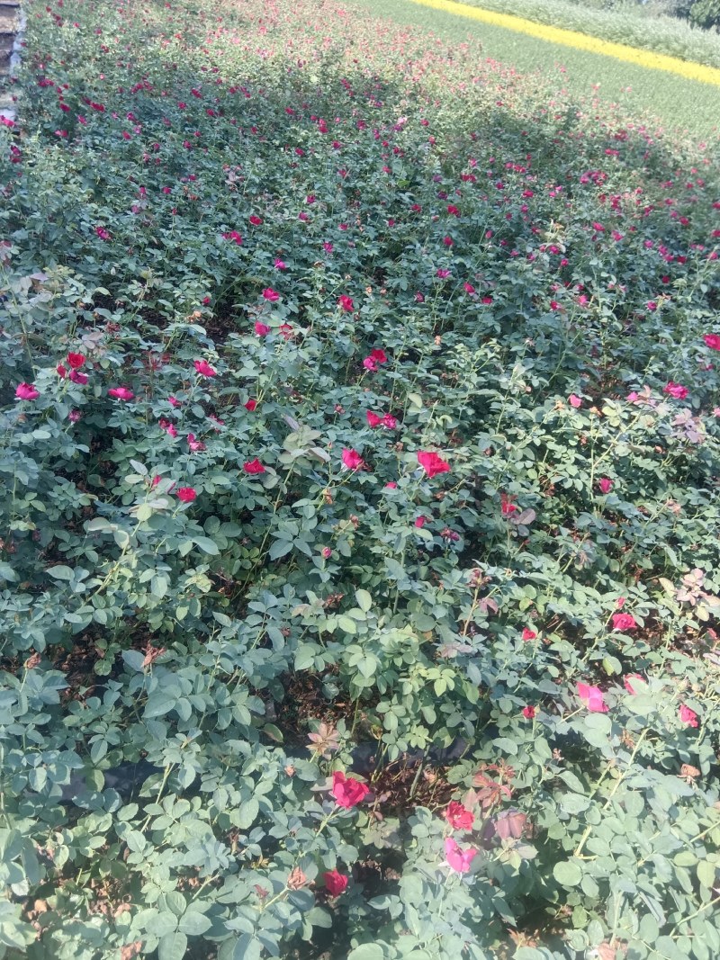 红帽月季现货供应，货源充足，可实地看货欢迎采购