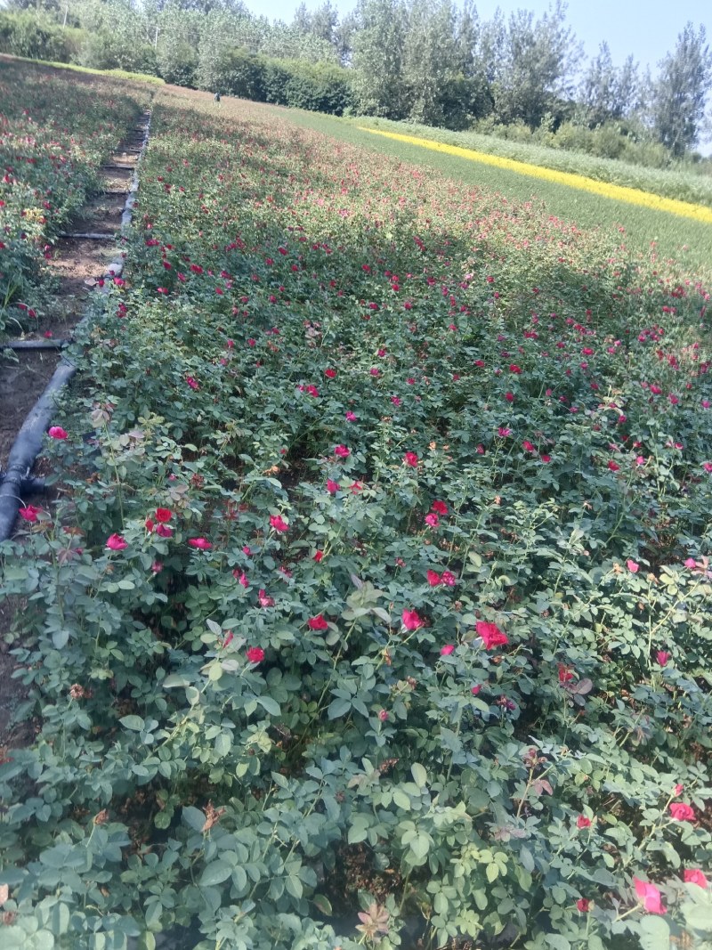 红帽月季现货供应，货源充足，可实地看货欢迎采购