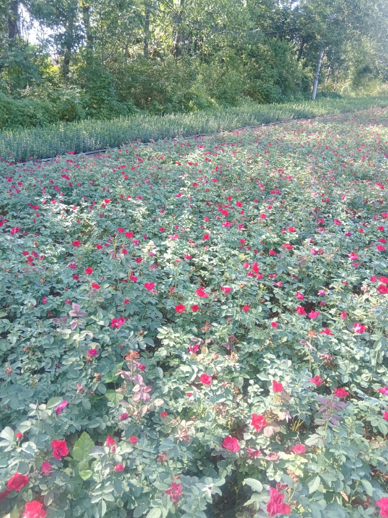 红帽月季现货供应，货源充足，可实地看货欢迎采购