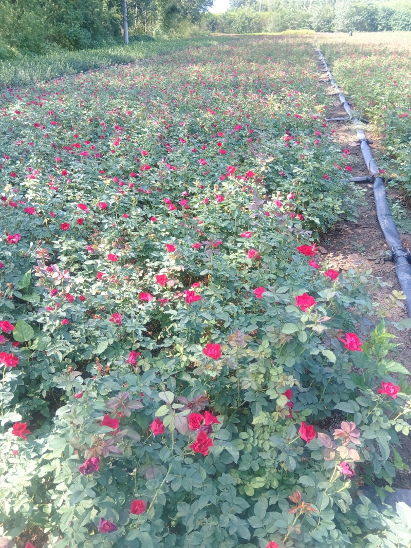 红帽月季现货供应，货源充足，可实地看货欢迎采购
