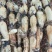 新鲜莲藕脆嫩白
