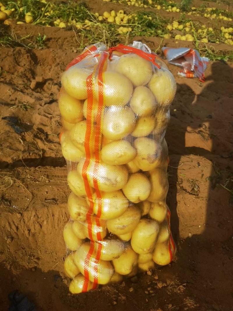 陕西黄皮黄心土豆，品种多样，大量上市中。实验一