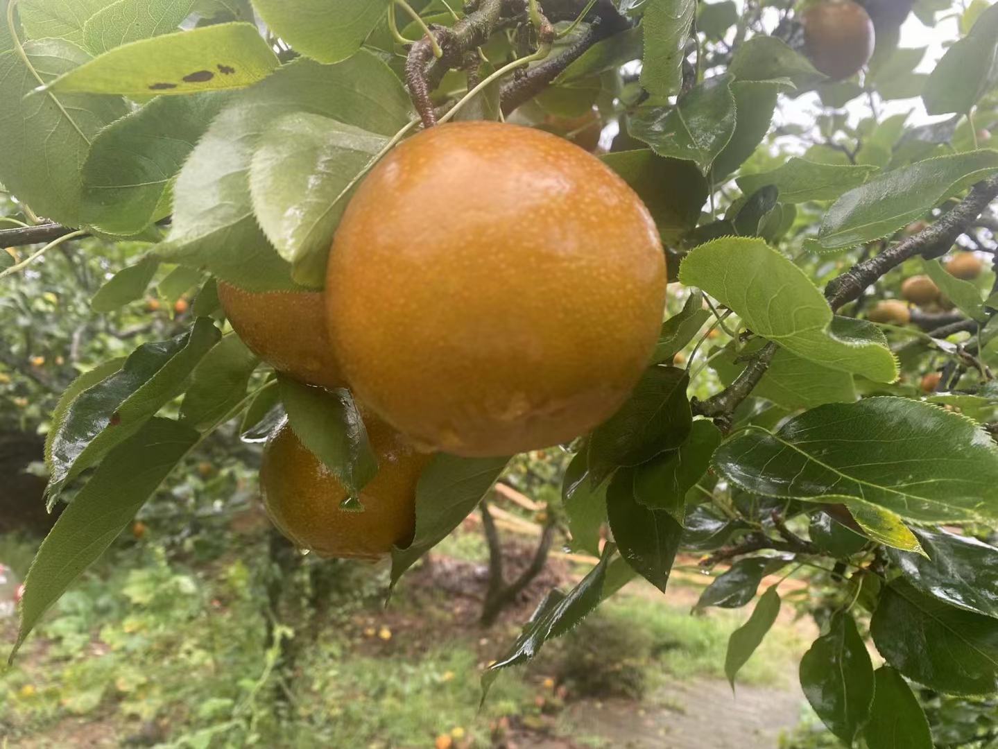 左侧为3年生黄花梨盆栽幼树,树高约80cm,羽状复叶翠绿,茎干呈浅褐色带纵裂;右侧为海南昌江天然黄花梨林中成年树(胸径>20cm),树皮深灰褐色、鳞片状剥落,林下光照斑驳,伴生蕨类与露兜树,呈现典型热带低海拔季雨林生境 黄花梨幼树与成年林对比图