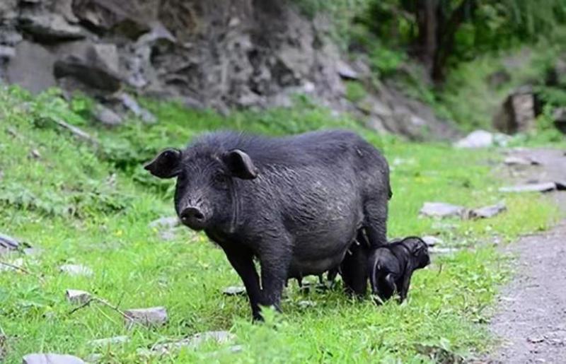 襄平藏香猪繁育养殖基地