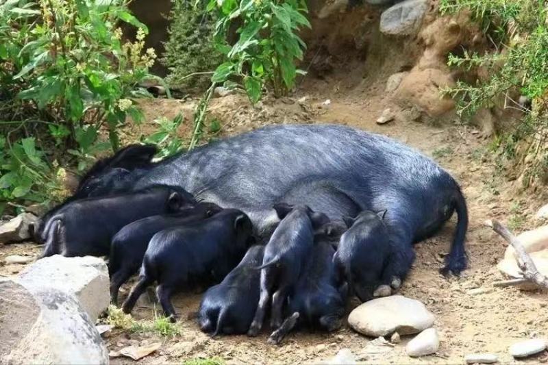 襄平藏香猪繁育养殖基地