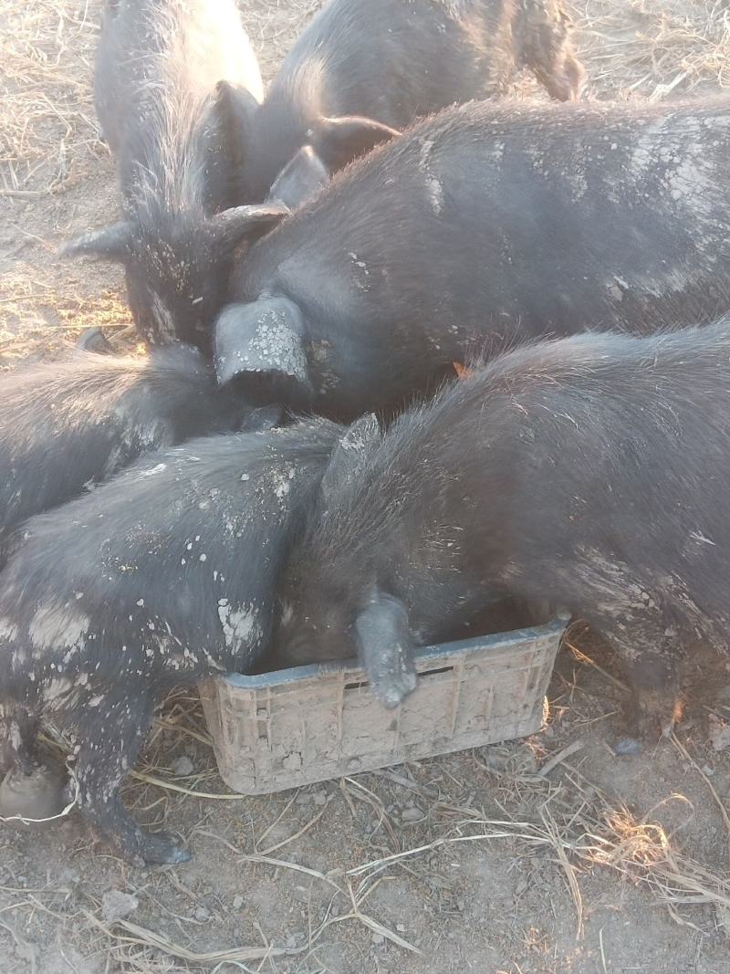 襄平藏香猪繁育养殖基地