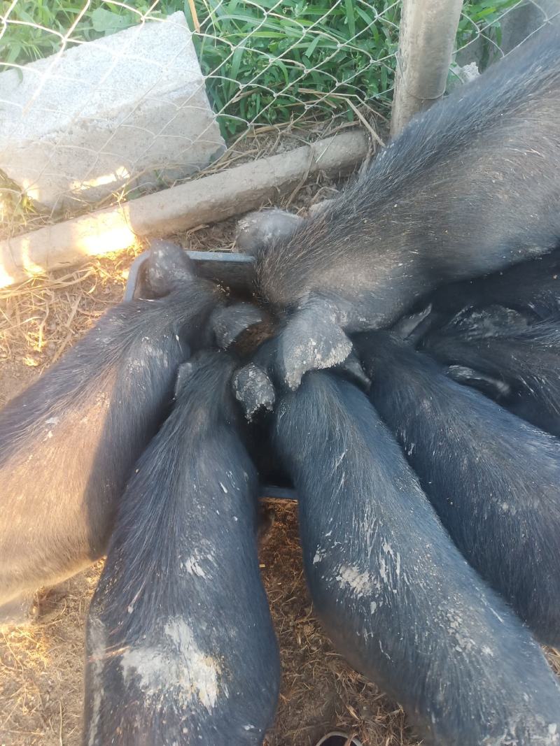 襄平藏香猪繁育养殖基地