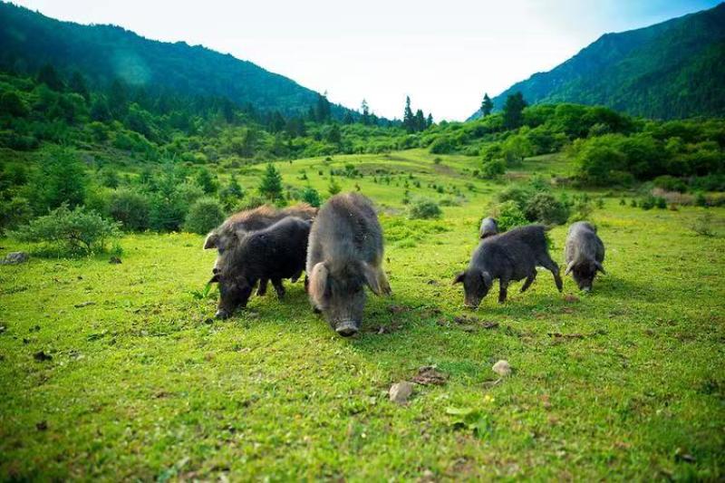 襄平藏香猪繁育养殖基地