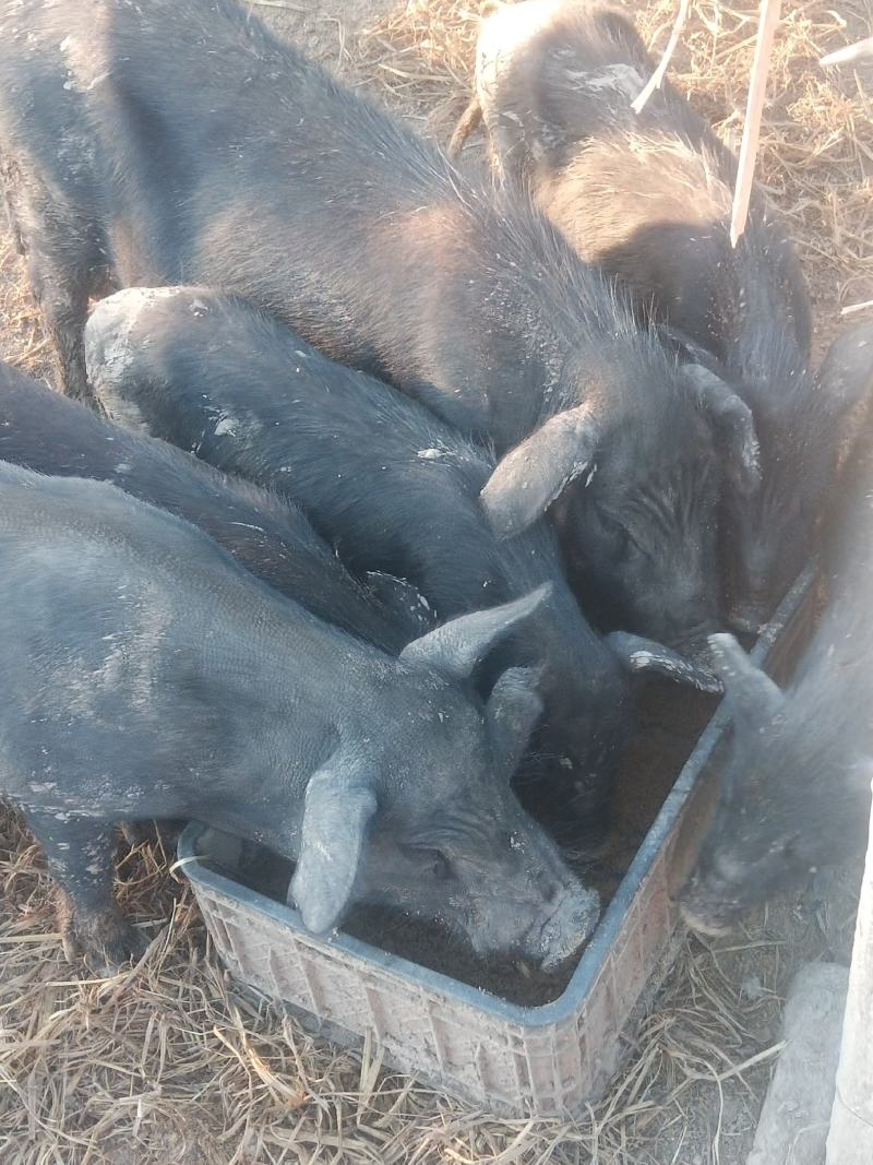 襄平藏香猪繁育养殖基地