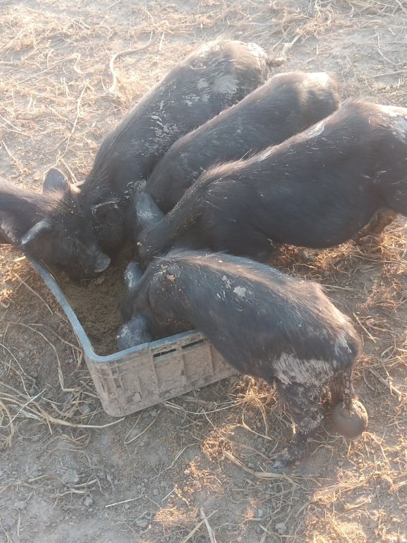 襄平藏香猪繁育养殖基地