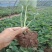 草莓苗奶油草莓甜包草莓红颜草莓脱毒草莓苗当年新苗