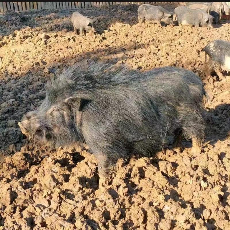 襄平藏香猪繁育养殖基地