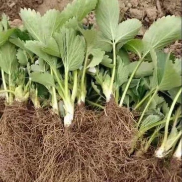 草莓苗奶油草莓甜包草莓红颜草莓脱毒草莓苗当年新苗