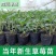 草莓苗奶油草莓甜包草莓红颜草莓脱毒草莓苗当年新苗