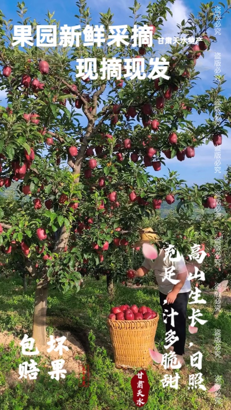一件代发，甘肃天水花牛苹果，大量上市，提前预定