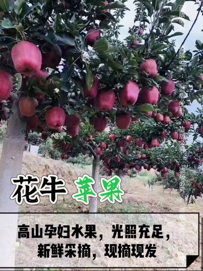 一件代发，甘肃天水花牛苹果，大量上市，提前预定