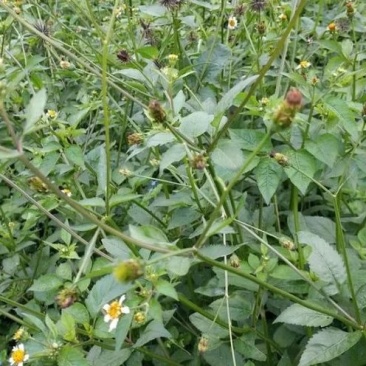 鬼针草