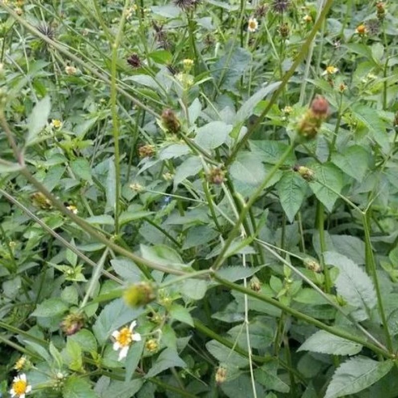 鬼针草