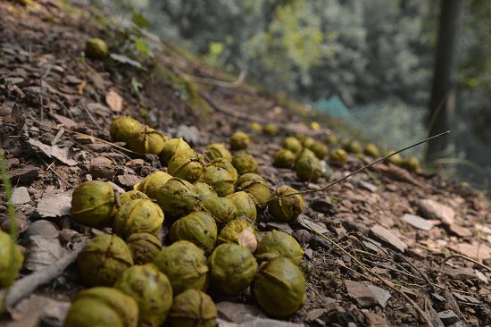 野生核桃树生长在自然山林中