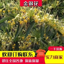 精品【金银花】一手货源产地直销欢迎订购