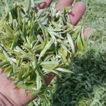 普洱绿茶珍藏头春普洱标准一芽一叶采摘有需