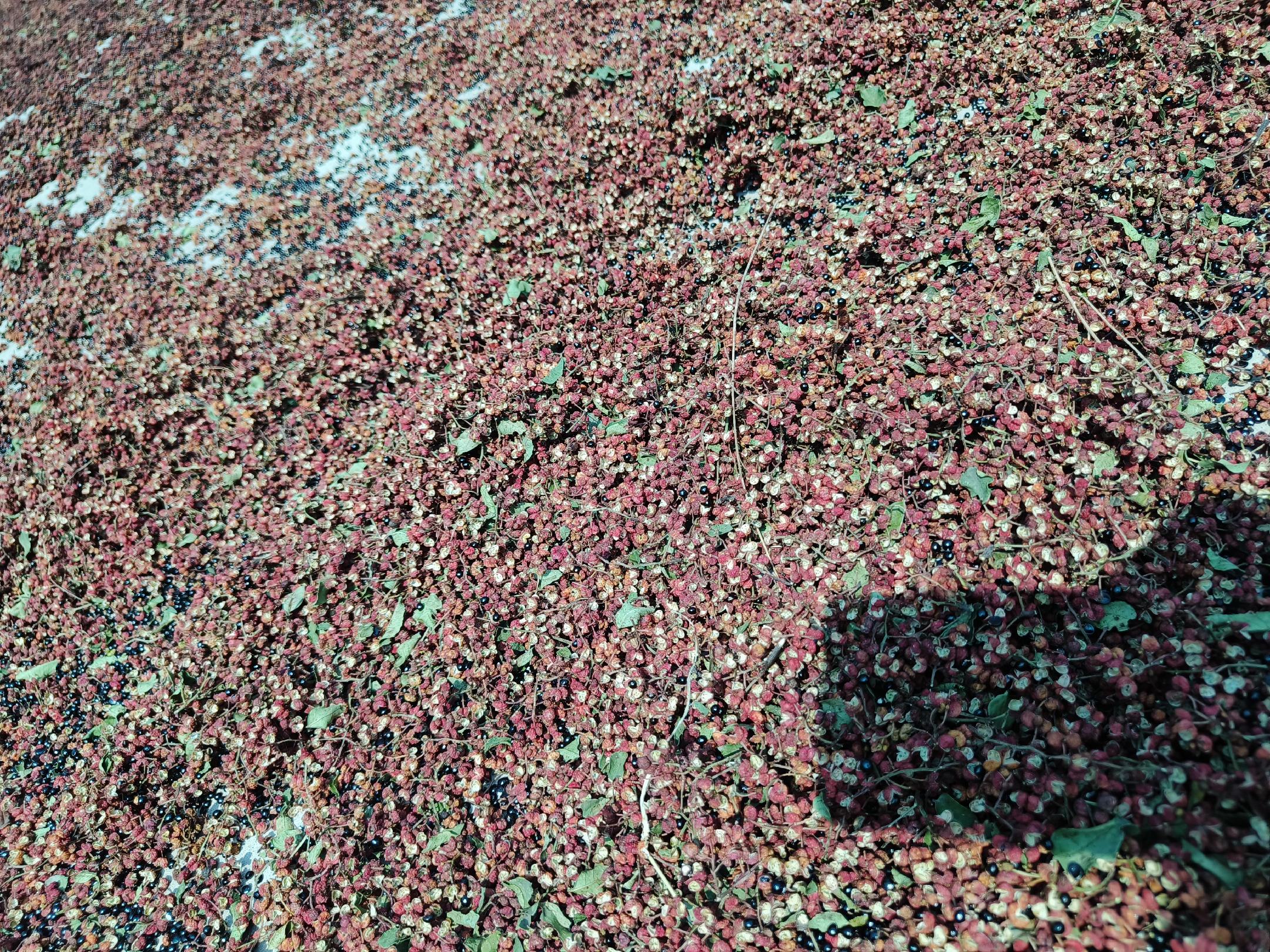 线椒在铁锅中被小火干焙,表皮开始出现黑斑并微微起皱,散发出淡淡的烟熏香气,旁边摆放着整根新鲜线椒作为对比 线椒在铁锅中被小火干焙,表皮开始出现黑斑并微微起皱