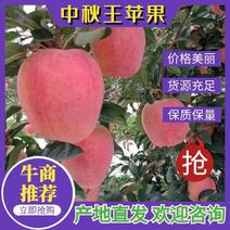 辽宁葫芦岛绥中中秋王苹果产地直发价格美丽欢迎来电咨询