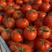 云南大红精品番茄保质保量供应全国可长期合作
