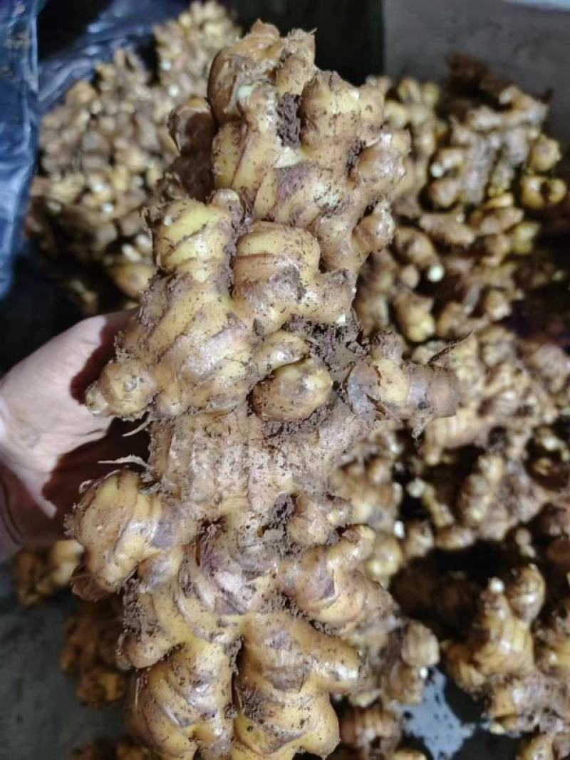 小黄姜，产地直发一手货源【市场货.电商货.加工厂货】