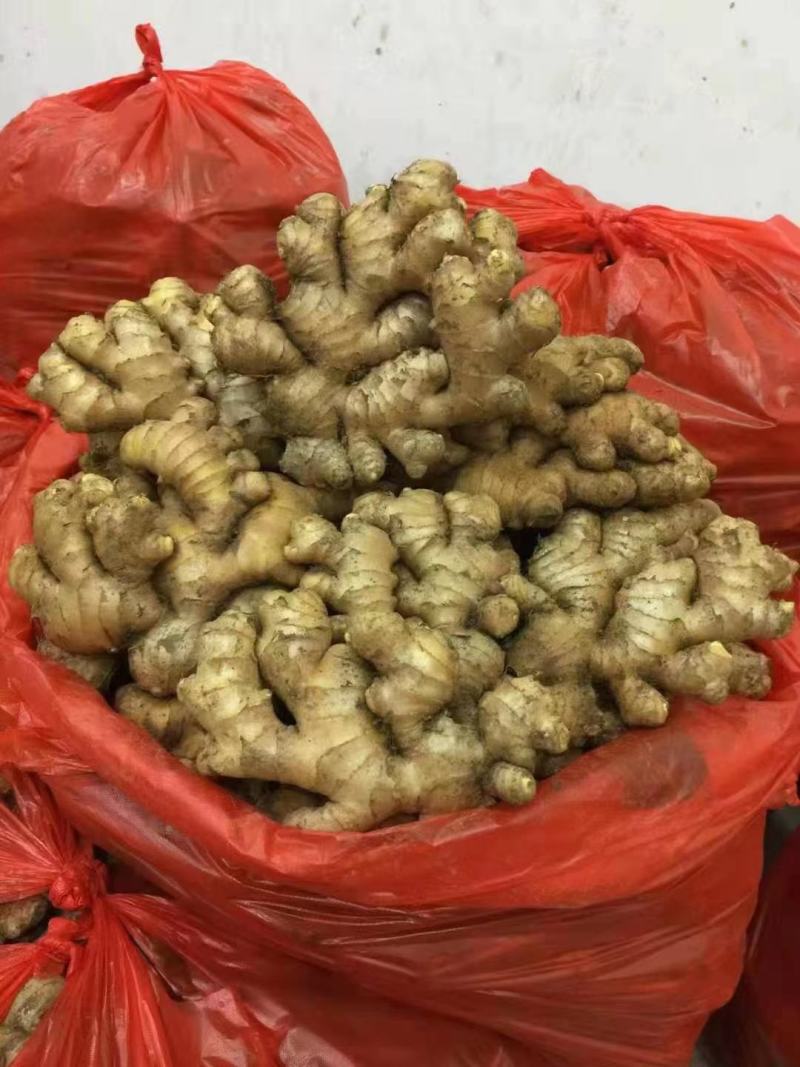 小黄姜，产地直发一手货源【市场货.电商货.加工厂货】