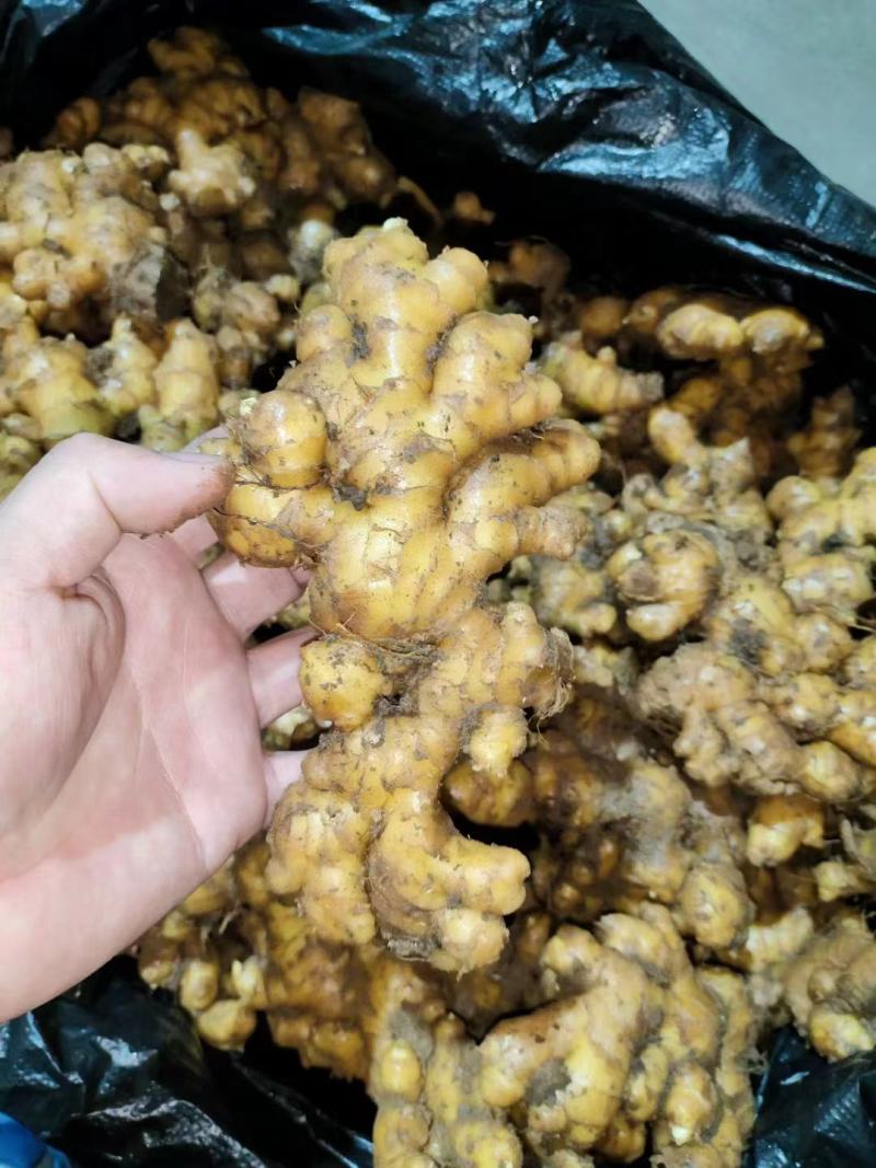 小黄姜，产地直发一手货源【市场货.电商货.加工厂货】