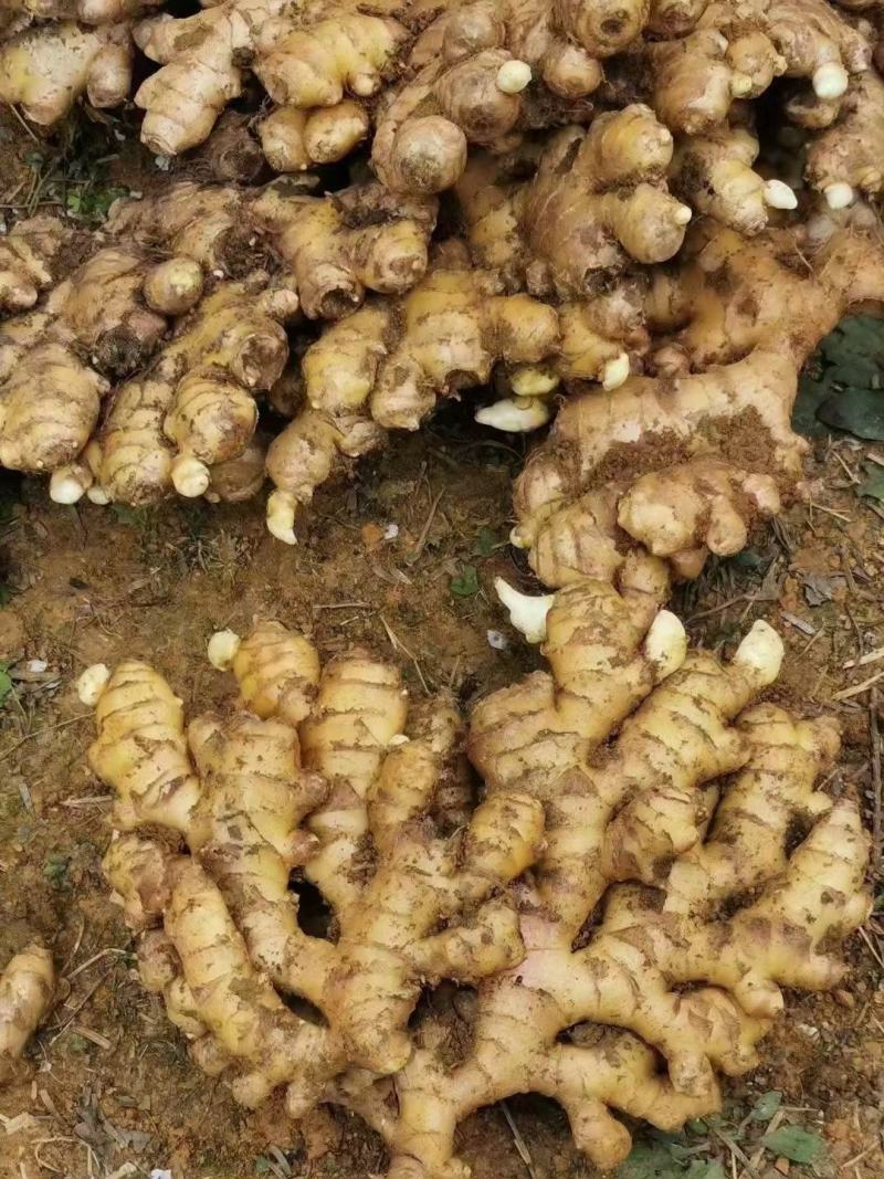 小黄姜，产地直发一手货源【市场货.电商货.加工厂货】