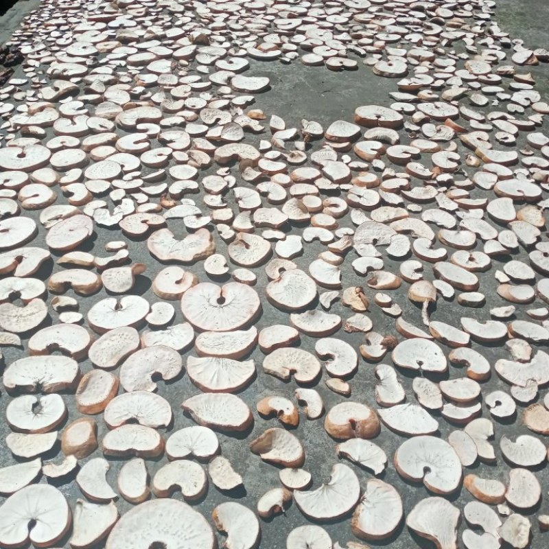竹黄竹菌