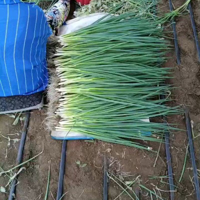 精品香葱