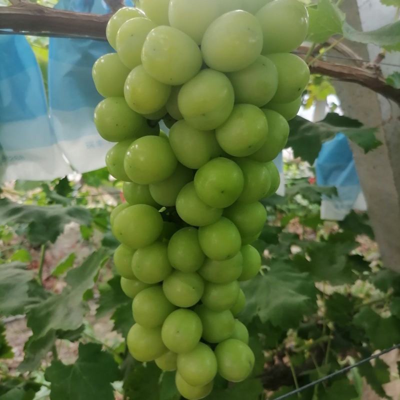 阳光玫瑰